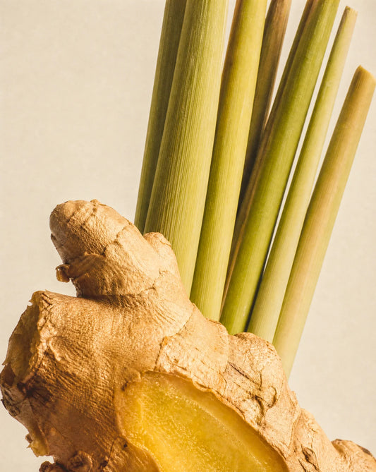 Close-up of a piece of ginger root with green stalks on a light background