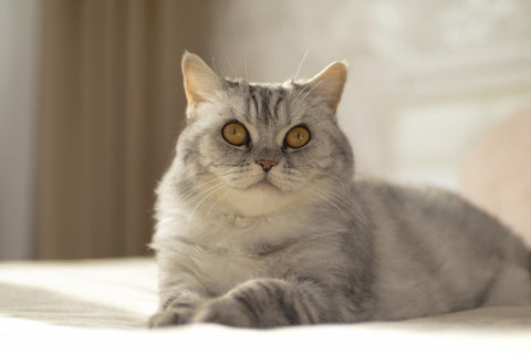  Gifts For Cat Lovers
