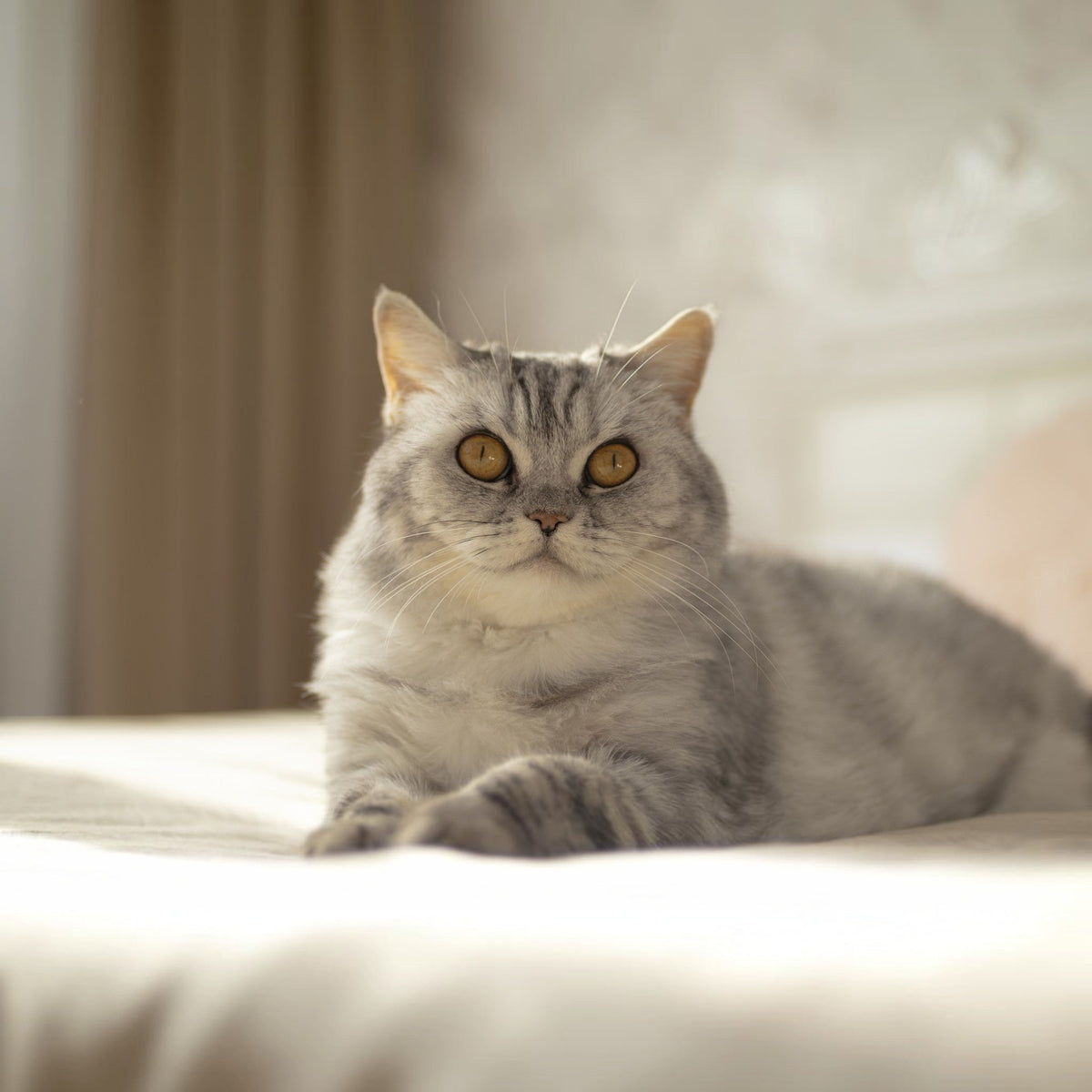 Gifts For Cat Lovers