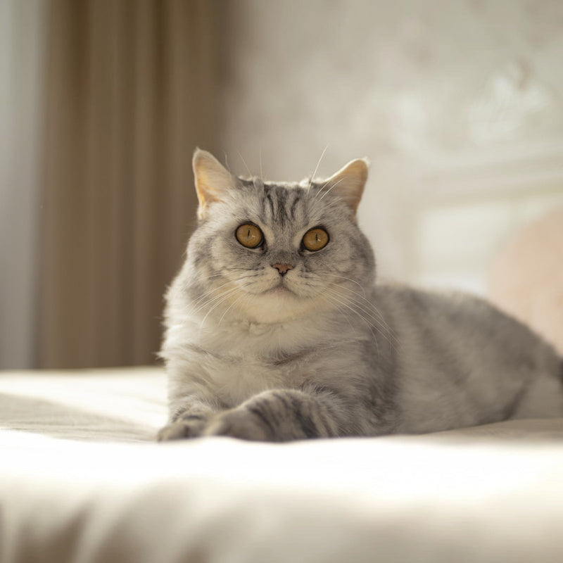 Gifts For Cat Lovers