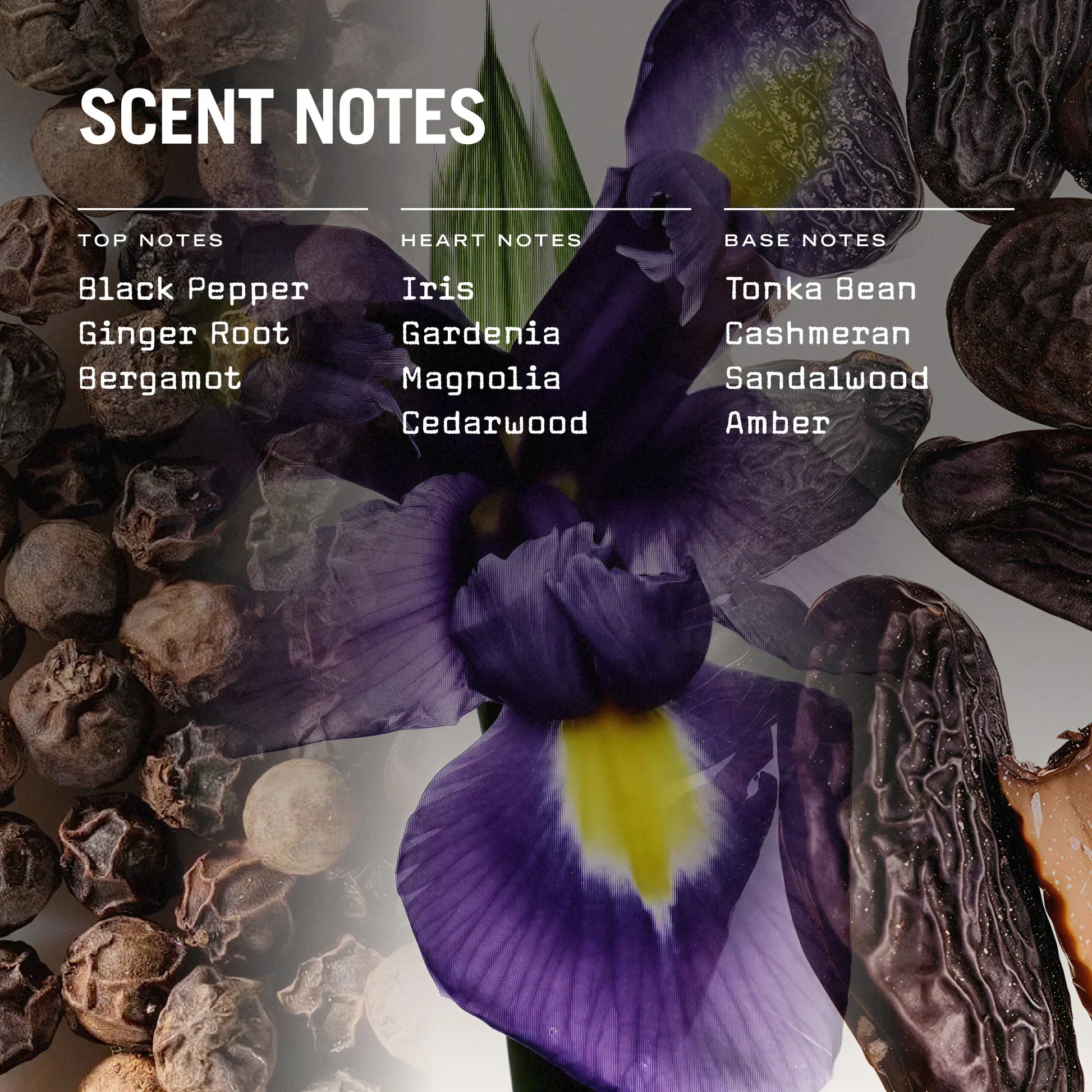Scents with flowers and spices labeled 'Top Notes', 'Heart Notes', and 'Base Notes'.