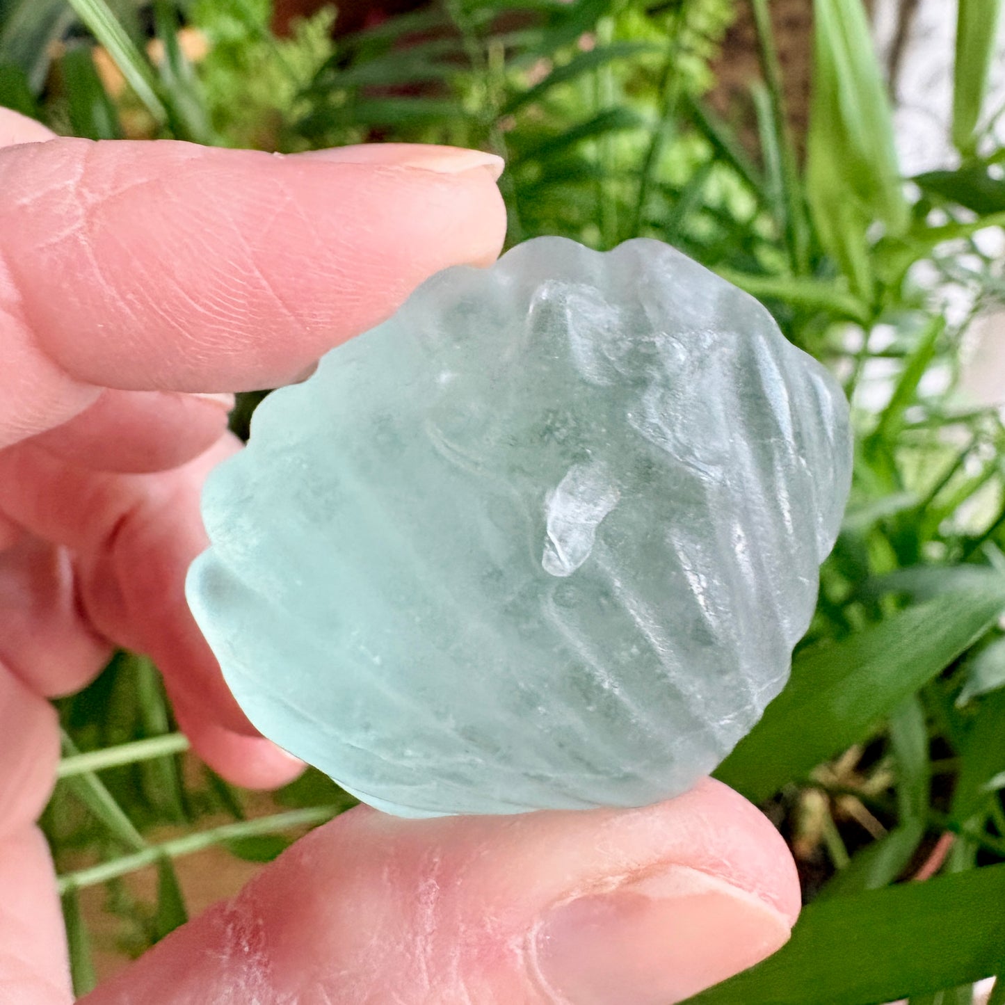 Fluorite Clam Shell
