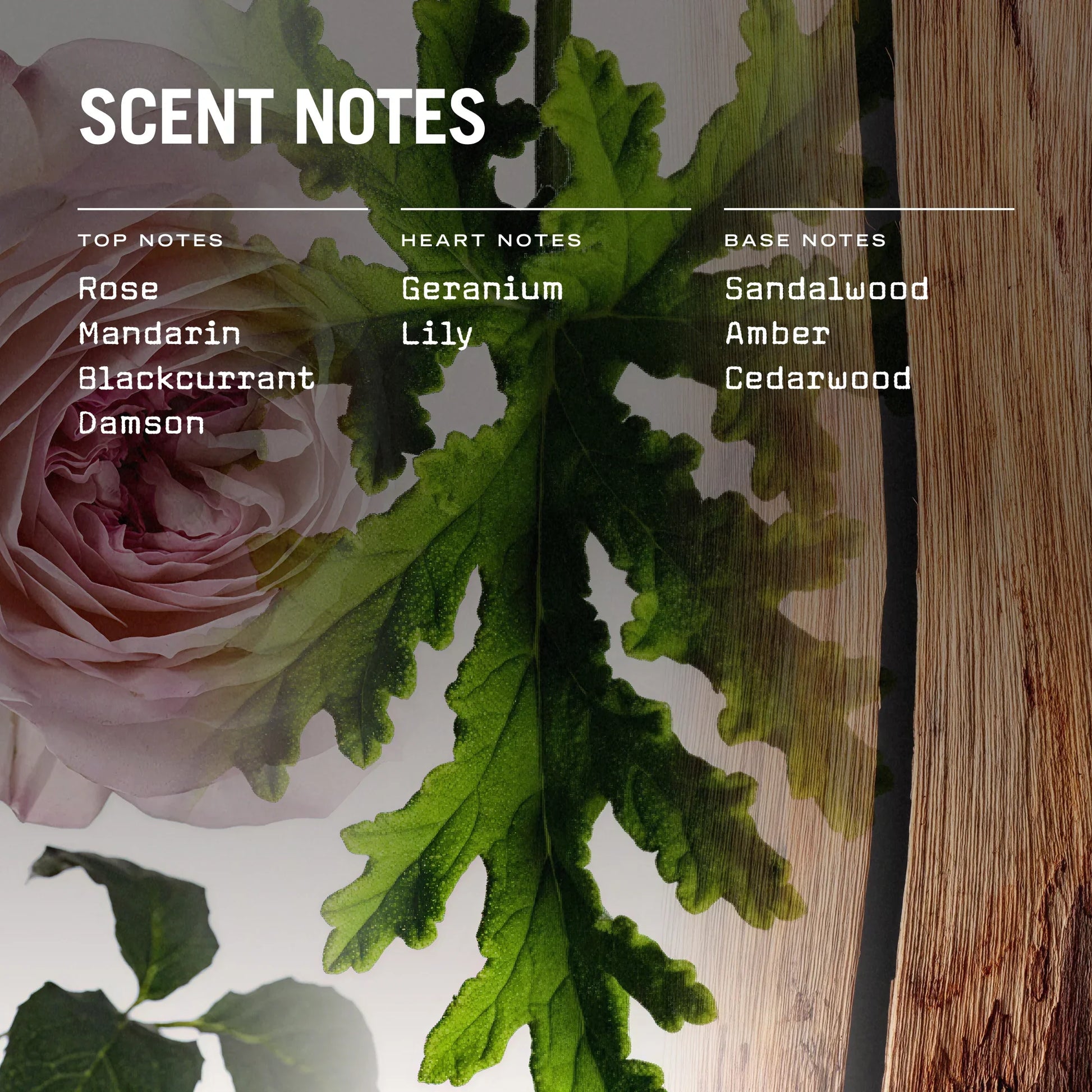 Rose and green leaves with scent notes text overlay on a wooden surface