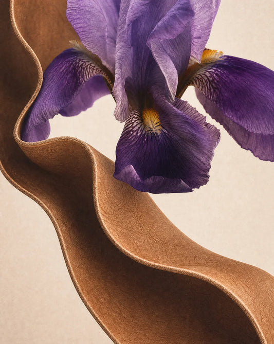 Close-up of a purple iris flower with a wavy brown border on a beige background