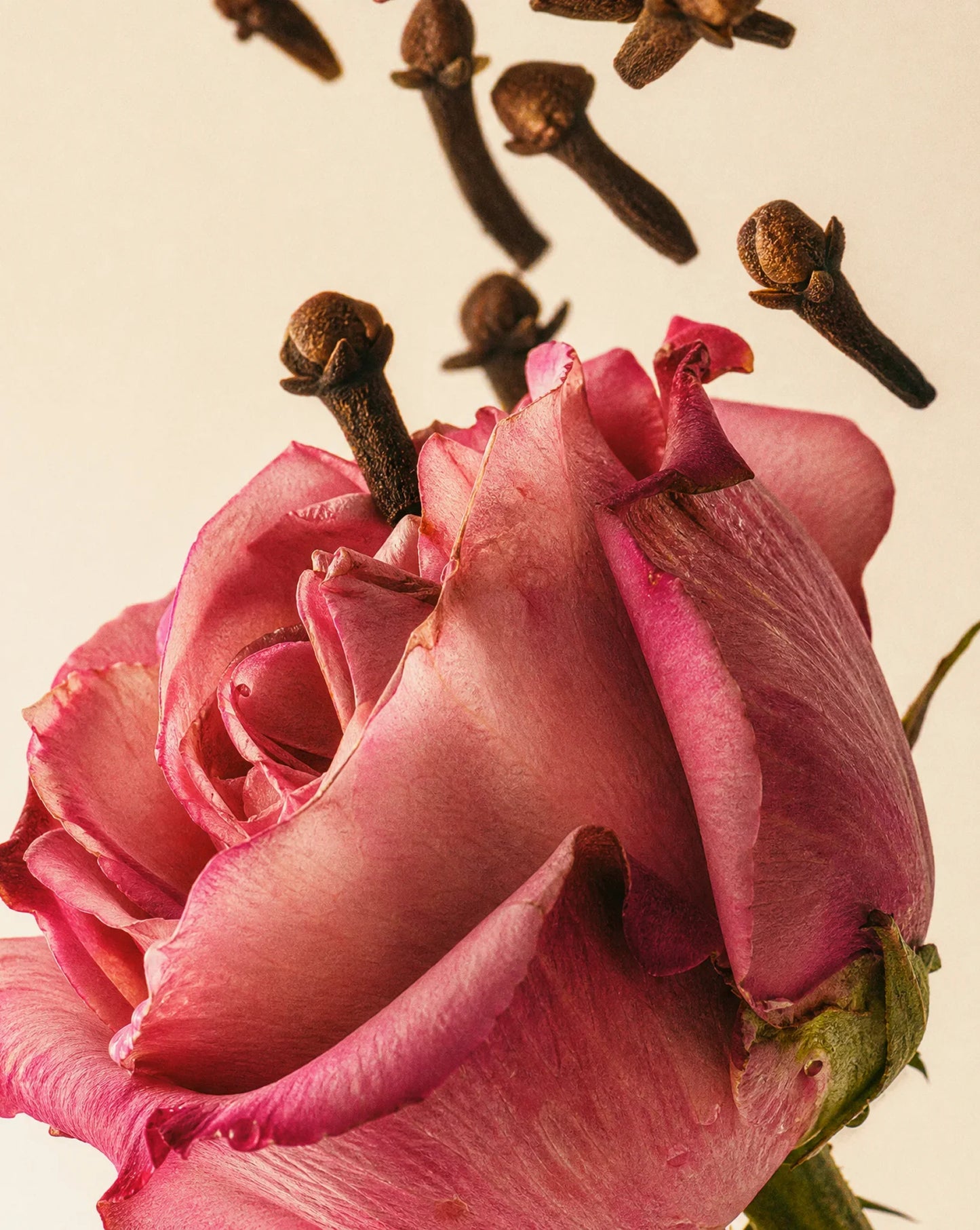 Close-up of a pink rose with cloves on a beige background