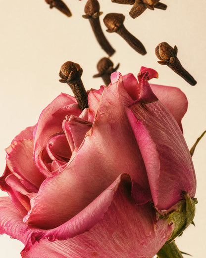 Close-up of a pink rose with cloves on a beige background