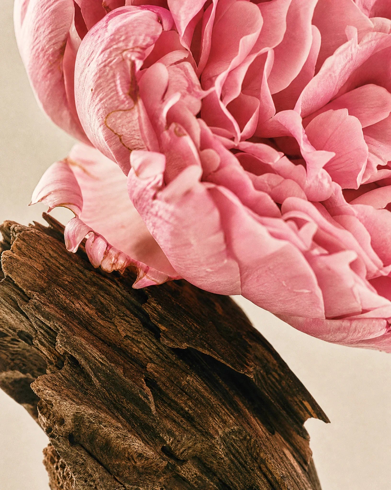 Close-up of a pink flower on a textured brown surface with a neutral background
