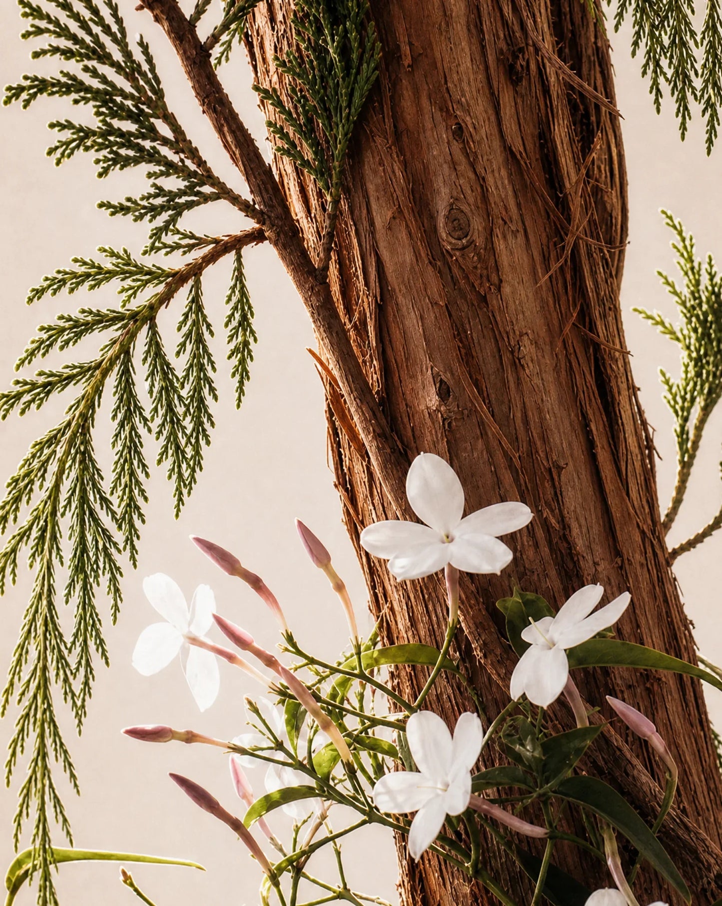 White flowers and green leaves against a wooden background