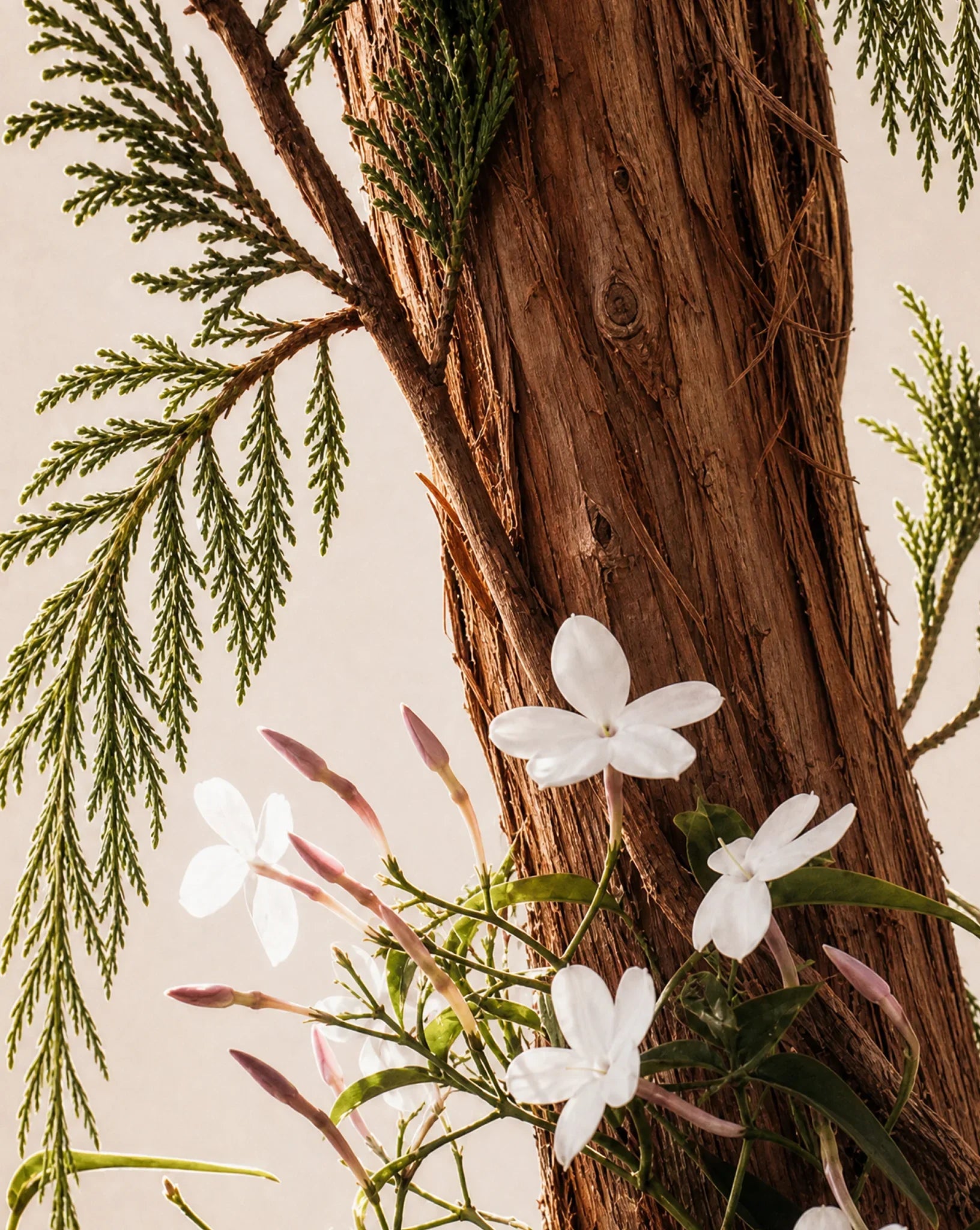 White flowers and green leaves against a wooden background